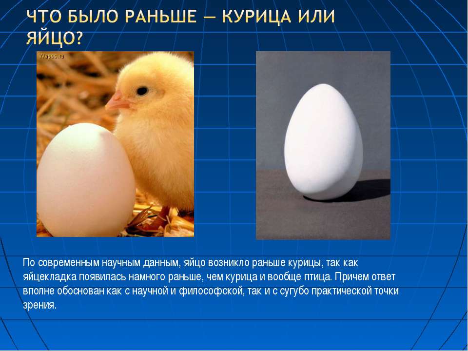 Курица лишь способ которым одно яйцо производит другое яйцо